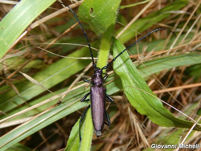 Serie di Cerambycidae del Parco del Ticino